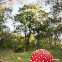 Fly Agaric wideangle 1 